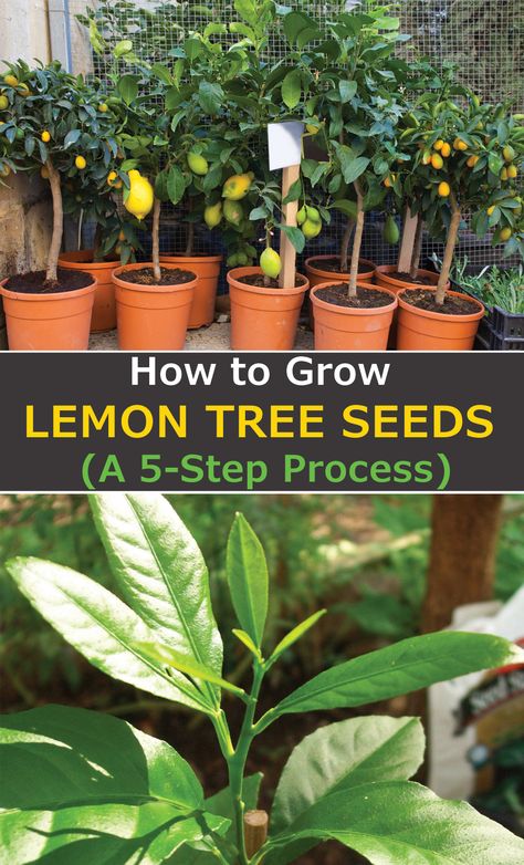 Grow Lemon From Seed, Grow A Lemon Tree From Seed Indoors, Lemon Seed Germination, How To Plant Lemon Seeds In A Pot, How To Start Lemon Seeds, How To Plant A Lemon Tree From Seed, How To Grow A Lemon Tree In A Pot, How To Grow Lemon Tree, Lemon Seeds In A Cup Grow