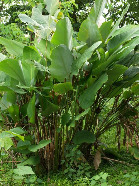 Calathea Lutea Calathea Lutea, Tropical Retreat, Compound Wall, Tropical Green, Interior Plants, Plant Collection, Backyard Garden, Plant Leaves, Plants