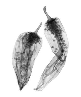 X-ray art - chili pepper Tap Ideas, Collagraphy, Xray Art, X-ray Images, Arte Peculiar, Kunst Inspiration, Baby Teeth, Foto Inspiration, Natural Forms