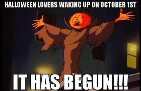 HALLOWEEN LOVERS WAKING UP ON OCTOBER 1ST IT HAS BEGUN!!! #halloween #spooky #pumpkin #meme #funny #fall Happy October 1st, Happy Halloween Quotes, Morning Gifs, Helloween Wallpaper, Spooky Memes, Halloween Memes, Halloween Queen, Funny Horror, Happy October