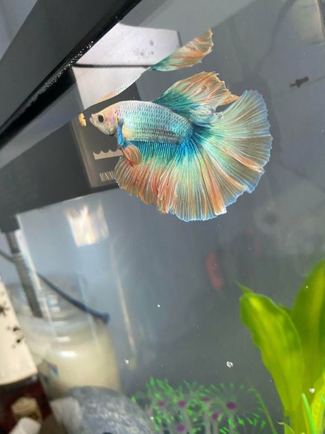 Betta Fish: New betta! https://www.flakefood.com/318035/betta-fish-new-betta/ Pretty Betta Fish, Betta Fish Bowl Ideas, Betta Imbellis, Fish Beta, Betta Fish Tank Ideas, Betta Tanks, Betta Fish Bowl, Fish Tank Terrarium, Fish Tank Design