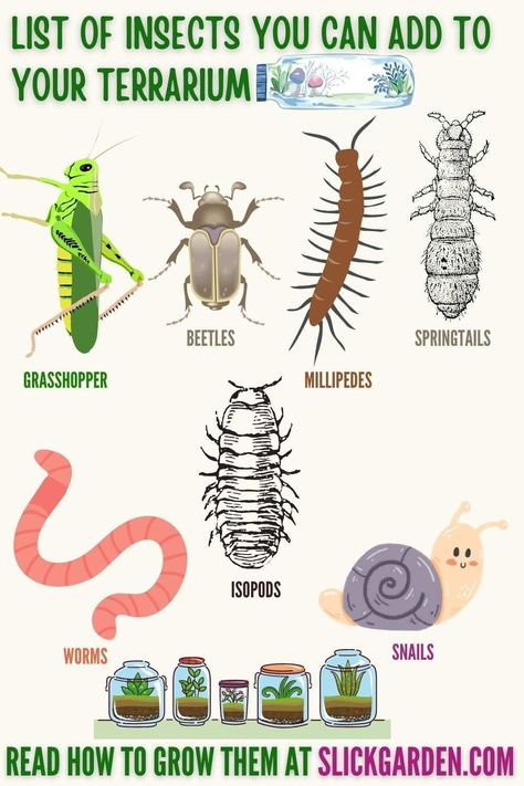 A List Of Insects You Can Add To Your Closed Terrarium. A bioactive terrarium is a complete ecosystem so you can add different insects to it to make it more attractive. Now you think about which insects can easily live in your closed terrarium. Here is a list of insects for you. You can choose insects according to your choice. Butterfly Terrarium Live, Closed Terrarium Animals, Terrarium With Insects, Insect Terrarium Diy, Terrarium Ecosystem With Animals, How To Make A Bioactive Terrarium, Homemade Ecosystem, Self Sustaining Terrarium Ecosystem, Ecosystems In A Jar