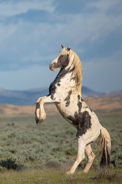 Rare Horse Breeds, Wild Horses Mustangs, Wild Horses Running, Wild Horses Photography, Running Bear, Beautiful Horses Photography, Cai Sălbatici, Pinto Horse, Horse Inspiration