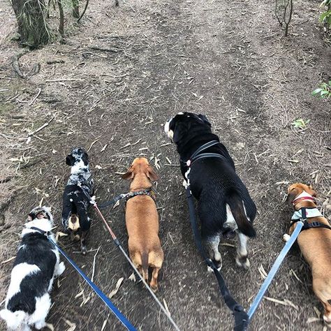 One of today’s group walks on the way to the nature reserve! Dexter, banshee, Captain, Wally & Graeme! 😍🐶🐾 Dog Sitting Aesthetic, Pet Sitting Aesthetic, Sitting Aesthetic, Bottle Girl, Dog Walking Business, Bottle Girls, Mood Vibes, School Goals, Dream Jobs