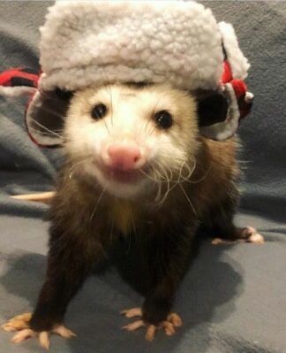 Baby Possum, Awesome Possum, Trash Panda, Pretty Animals, Silly Animals, Arte Animal, Cute Creatures, Animal Photo, Cute Little Animals