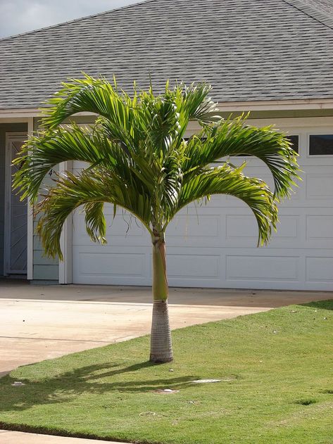 7 of the Best Palm Trees for Your Central FL Landscaping Palm Trees For Sale, Palm Trees Garden, Indoor Palm Trees, Palm Tree Pictures, Christmas Palm Tree, Palm Trees Landscaping, Small Palm Trees, Indoor Palms, Florida Landscaping