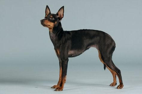 English Toy Terrier Toy Manchester Terrier, English Toy Terrier, Toy Terrier, Dog Breeds Pictures, Manchester Terrier, Daily Exercise, Pet Breeds, Group 3, Companion Dog