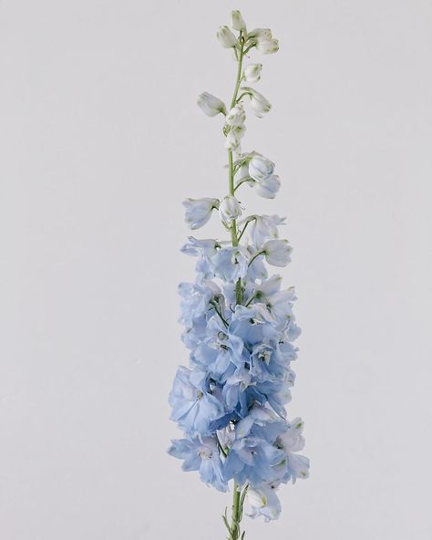 “Light blue clouds of delphiniums are a sight to behold ☁️☁️☁️ Blue Stock Flower, Sky Blue Delphinium, Pale Blue Delphinium, Blue Snapdragon Flowers, Pale Blue Bouquet, Light Blue Delphinium Bouquet, Dusty Blue Florals, Powder Blue Flowers, Delphinium Wedding Flowers