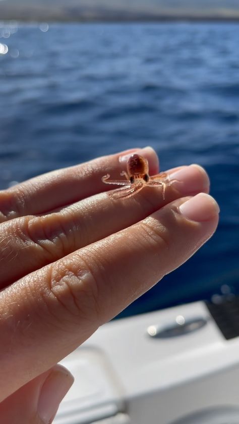 Did you know octopus are this small in their larval stage!? This baby octopus was removed from a piece of trash in the ocean & quickly put… | Instagram Trash In The Ocean, Octopus Aesthetic, Cute Squid, Octopus Cute, Crab Species, Octopus Pictures, Tiny Baby Animals, Tiny Octopus, Random Pokemon