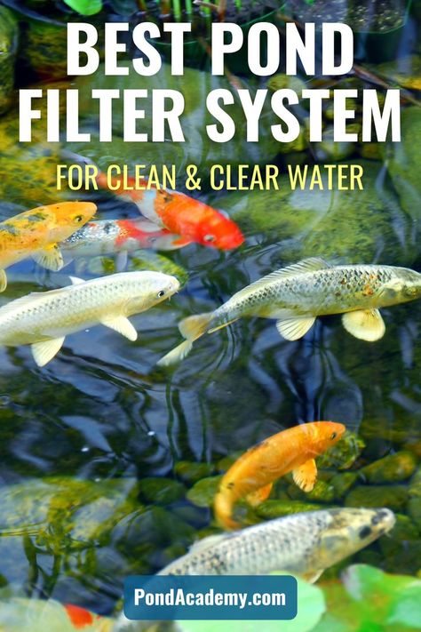 Koi Pond Backyard, Pond Filter Media, Pond Filter System, Fish Ponds Backyard, Small Garden Waterfalls, Floating Pond Plants, Fish Pond Gardens, Pond Cleaning, Pond Aerator