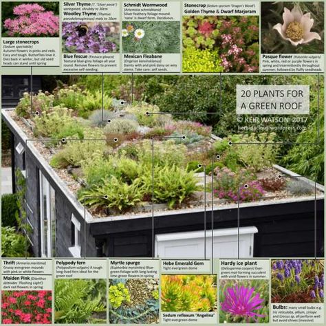 20 plants for a Green Roof - Imgur Living Roof House, Green Roof Planting, Eco Roof, Living Green Roof, Roof Plants, Green Roof Design, Green Roof Garden, Green Roof House, Blue Fescue