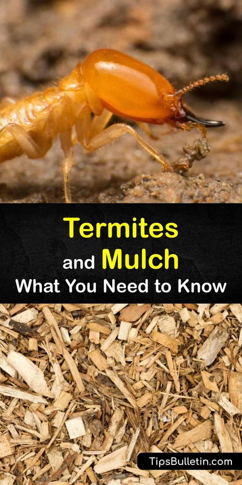 Discover what type of mulch termites enjoy, and which to use to repel termites from your home. Learn the difference between hardwood mulch and softwoods like cypress mulch and why subterranean termites seem drawn to nesting under mulch. #termite #wood #home #attract Wood Chips Landscaping, Mulch Yard, Drywood Termites, Wood Chip Mulch, Cypress Mulch, Garden Mulch, Straw Mulch, Types Of Mulch, Mulch Landscaping