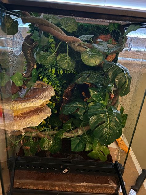 Crested Gecko Terrarium Ideas, Crested Gecko Terrarium, Crested Gecko Vivarium, Spotted Gecko, Crested Gecko Habitat, Crested Gecko Care, Gecko Vivarium, Leopard Gecko Tank, Chameleon Cage