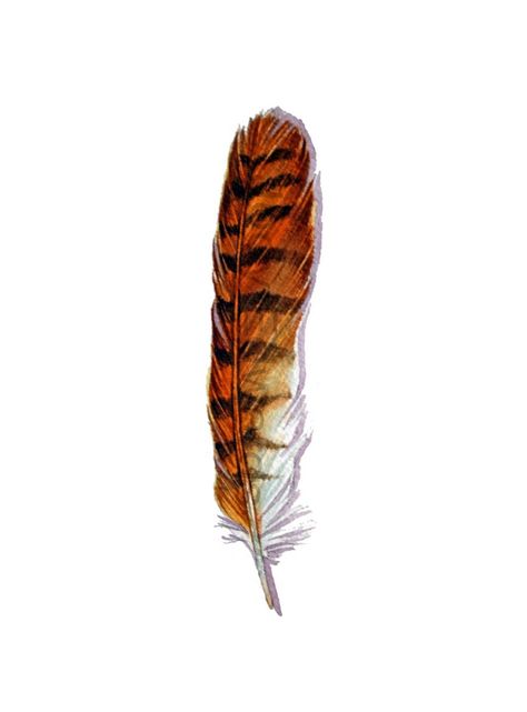 Wrap Tattoo Ideas, Red Tail Hawk Feathers, Owl Feather Tattoos, Hawk Art, Hawk Feather, Sparrow Hawk, Godzilla Tattoo, Fun Things To Draw, Hawk Feathers