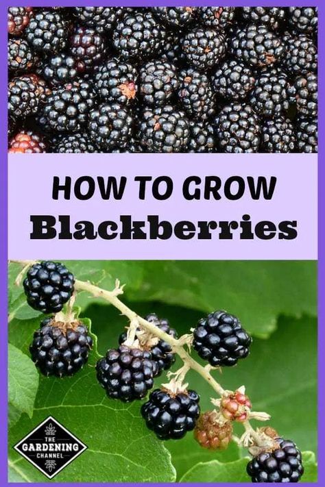 How To Grow Blackberries - Gardening Channel Blackberries Growing, How To Grow Blackberries, Grow Blackberries, Growing Berries, Planting Containers, Plantarea Legumelor, Blackberry Plants, Growing Blackberries, Summer At Home