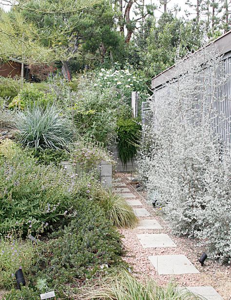 Large Backyard Ideas, California Native Landscape, California Landscaping, Native Plant Garden, Native Plant Landscape, California Native Garden, California Backyard, California Plants, Drought Tolerant Landscape