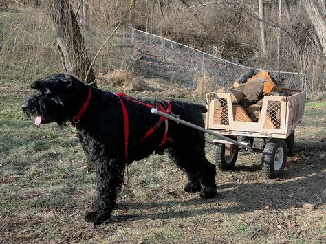 Giant Schnauzer Grooming, Giant Shnauzer, Dogs Doberman, Miniature Schnauzer Black, Schnauzer Breed, Schnauzer Grooming, Best Guard Dogs, Patterdale Terrier, Schnauzer Puppies