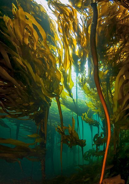 Kelp Forest Art, Kelp Forest Aesthetic, Fred Tattoo, Underwater Forest, Bull Kelp, Underwater Environment, Agar Jelly, Ocean Plants, Underwater Plants