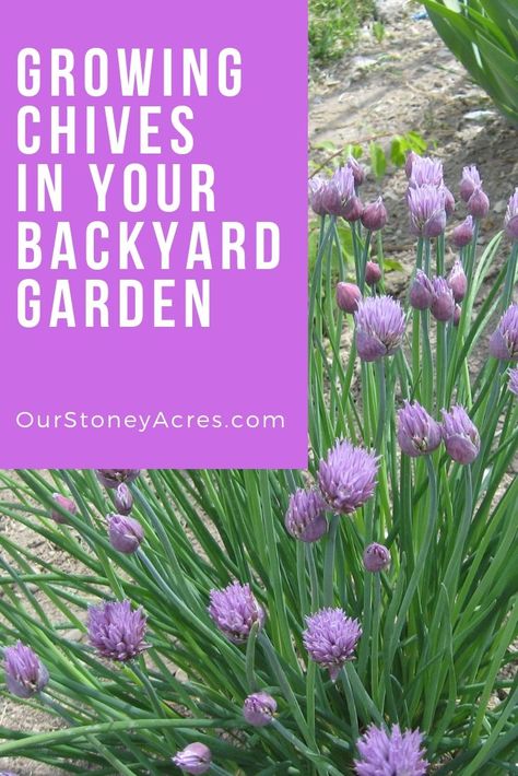 Growing Chives, When To Plant Vegetables, Vegetable Garden Tips, Herb Gardens, Homestead Gardens, Fall Garden Vegetables, Backyard Vegetable Gardens, Organic Vegetable Garden, Easy Backyard