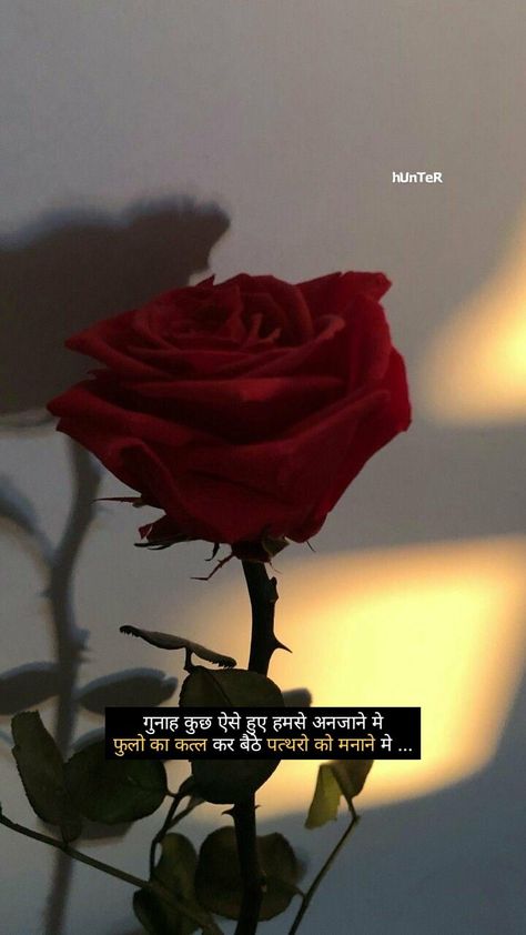 Flower Shayri In Hindi, Rose Shayri Hindi, Rose Quotes Hindi, Rose Shayari In Hindi, 2 Lines Shayri Hindi, Rose Captions For Instagram, Shayari Book, Real Relationship Quotes, Simplicity Quotes