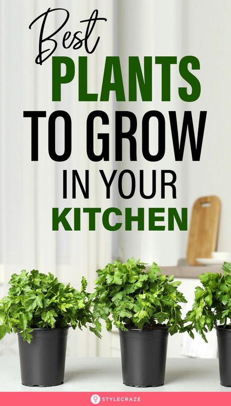 How To Harvest Cilantro, Decoration With Plants, Ayurvedic Plants, Growing Spinach, Veggies And Fruits, Tulsi Plant, Whimsical Kitchen, Indoor Vegetables, Veg Patch