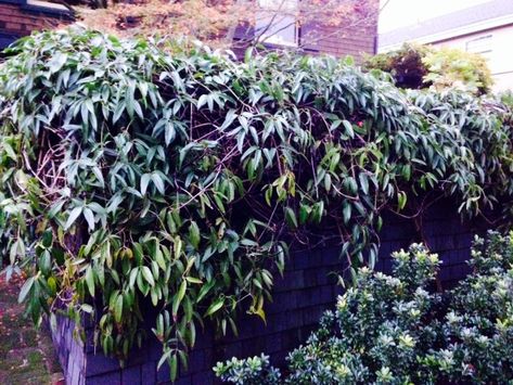 13 Best Evergreen Vine Climbers Evergreen Wall, Climbing Plants Fence, Privacy From Neighbors, Porch Gardening, Evergreen Clematis, Evergreens For Shade, Wall Climbing Plants, Clematis Trellis, Clematis Armandii