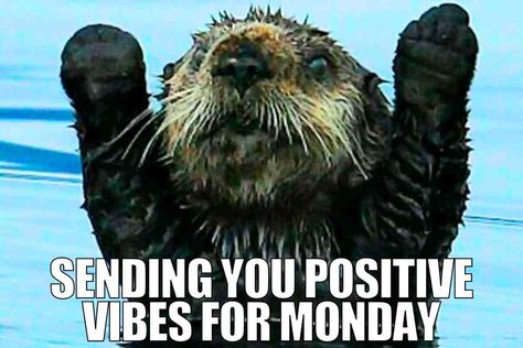 Happy Monday All! Keep those spirits up! #mondayvibes #mondaymood #monday #mondaymotivation Great Job Meme, Sick Funny, Weekend Meme, Job Humor, Monday Memes, Monday Humor, Christmas Memes, Work Quotes Funny, Weekend Humor