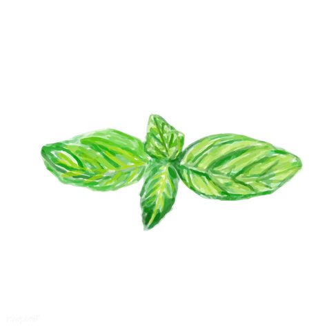 Hand drawn basil watercolor style | free image by rawpixel.com Basil Watercolor, Basil Drawing, Basil Leaf, Plant Tags, Garden Painting, Journal Printables, Food Illustrations, Free Image, Free Images