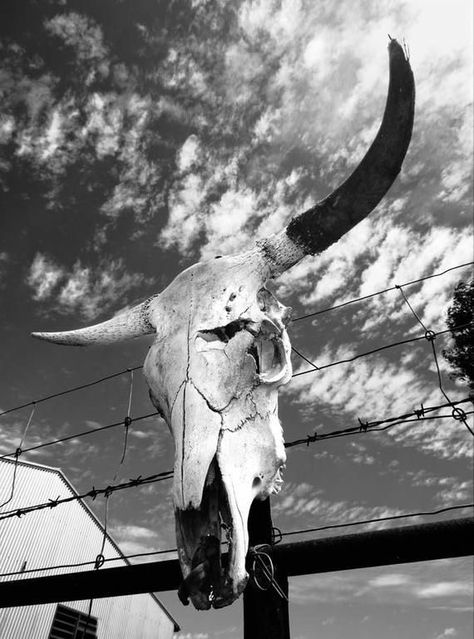 Print Photography, Bull Skull, Wall Art Boho, Boho Interior, Photography Wall, Photography Wall Art, Limited Edition, Black And White, Photography