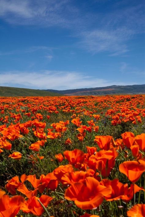 California Poppy Flower, Antelope Valley, Poppy Fields, Flower Landscape, National Photography, Orange Aesthetic, California Poppy, Poppy Field, California Dreaming