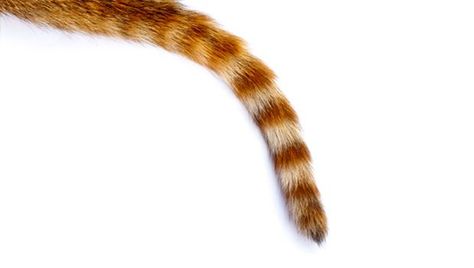 Guess the critter by the tail. Guess The Animal, Silver Trousers, Rihanna Show, Animal Quiz, Wedding Dress Types, Brain Exercise, Dream Meanings, Happy Tails, Cat Tail