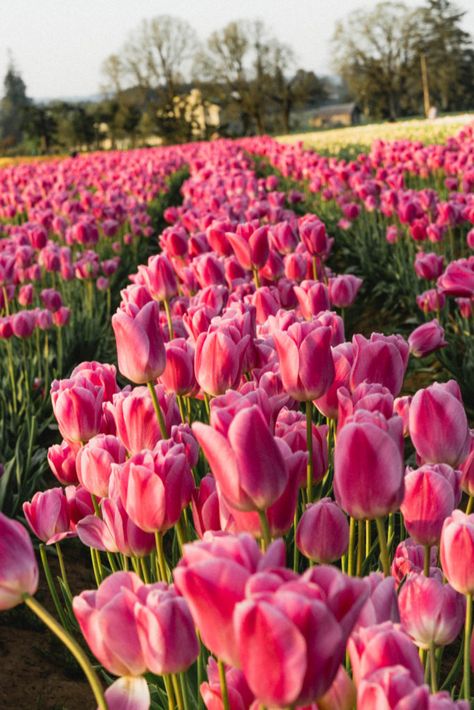 Wooden Shoe Tulip Farm in Oregon Gardening Supplies, Boquette Flowers, Tulip Festival, Nothing But Flowers, Flower Therapy, Pink Tulips, Tulips Flowers, Flower Farm, Flower Aesthetic