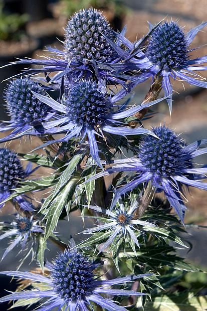 Blue Sea Holly, Courtyard Inspiration, Floral Design Classes, Flower Identification, Plant Varieties, Sea Holly, Border Plants, Tall Flowers, Cut Flower Garden