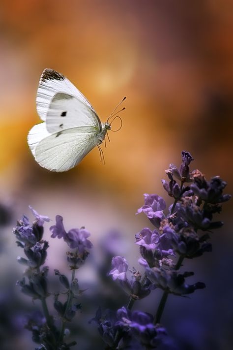 simplesmente-beautiful-mundo: ❥ ‿ ↗ ⁀ simplesmente-beautiful-mundo h4ilstorm: Aterragem                                                                                                                                                      More Matka Natura, Butterfly Kisses, White Butterfly, Butterfly Flowers, Lavender Flowers, Beautiful Butterflies, Simply Beautiful, Belle Photo, Beautiful Creatures