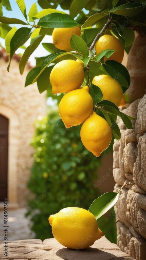 Branches of lemon tree with fruits of lemons hang from the stone facade of a house in the courtyard, sunny day. Vertical picture Stock Photo | Adobe Stock Lemon Room, Lemon Pictures, Lemon Trees, Stone Facade, The Courtyard, Stock Art, Lemon Tree, The Stone, Sunny Day