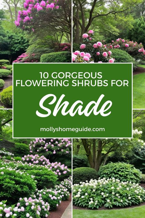 Discover the best shrubs that thrive in shady spots! From beautiful evergreen shrubs with flowers to flowering shrubs perfect for winter, there are plenty of options to brighten up your shaded garden. Explore the top picks for shade loving shrubs and create a vibrant oasis even in partial shade. Whether you're looking for bushes that love shade or evergreen shrubs for shade, this collection has something for every shady corner of your yard. Best Shrubs For North Side Of House, Front Yard Landscaping For Shaded Area, Abelia Shrub Landscape, Shrubs That Grow In Shade, Shade Shrubs Landscaping, Shady Flower Beds, Low Sunlight Plants Outdoor, Shady Plants Backyards, Modern Shade Garden