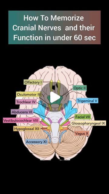 NextMed on Instagram: "Memorize Cranial Nerves and their function in under 60sec... Anatomy made easy... #cranialnerves #cranialnerve #anatomy#greysanatomy #doctor #mbbsstudent #brain #anatomydrawing #mbbsstudent #reelsinstagram #reels #medicalknowledge" Slp Anatomy, Anatomy Of Brain, Cranial Nerves Anatomy, Functional Anatomy, Brain Anatomy And Function, Nerve Anatomy, Gross Anatomy, School Advice, Brain Anatomy