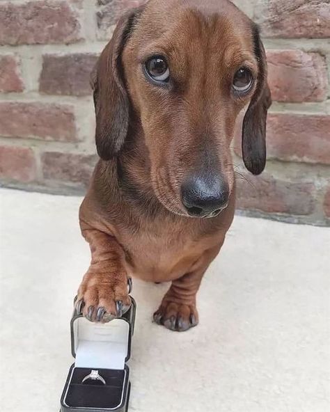 Dachshund Aesthetic, Silver Dapple Dachshund, Dachshund Humor, Dachshund Cute, Dog Images Hd, Crusoe The Celebrity Dachshund, Doxie Puppies, Baby Dachshund, Funny Dachshund