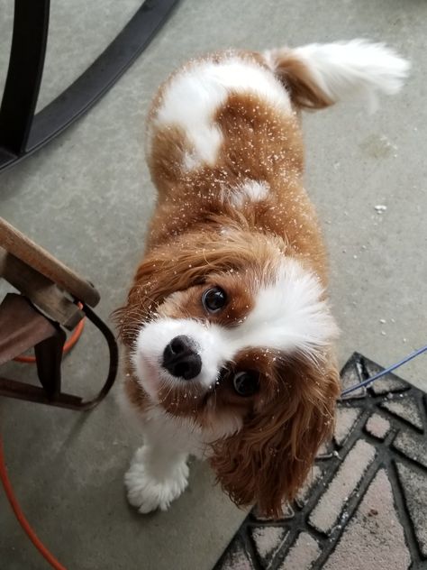 ❤❄Monty loving the snow!❄❤ Puppy Cavalier, Snow Puppy, Cavalier King Spaniel, King Spaniel, Regnul Animal, Cavalier Puppy, Cavalier King Charles Dog, Cavalier Spaniel, King Charles Dog