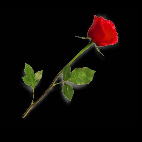 Gulab Png Hd, Gulab Background, Gulab Phool Png, Gulab Ka Phool Image, Gulab Png, Dil Png Hd, Gulab Full Photo, Gulab Pic, Gulab Ka Phool Photo