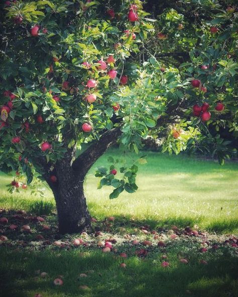 Apple Tree Drawing, Drawing Apple, Pomegranate Tree, Orchard Garden, Orchard Tree, Coffee Shop Aesthetic, Landscape Art Painting, Apple Harvest, Apple Orchard