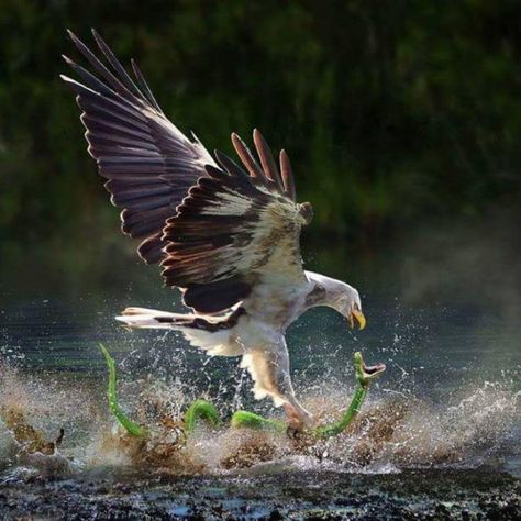 Newsfeed | Minds Eagle Catching Fish, Gods Princess, Sea Eagle, Light Of Christ, Bird Hunting, Catching Fish, Power Of Prayer, Bird Photography, Classic Books