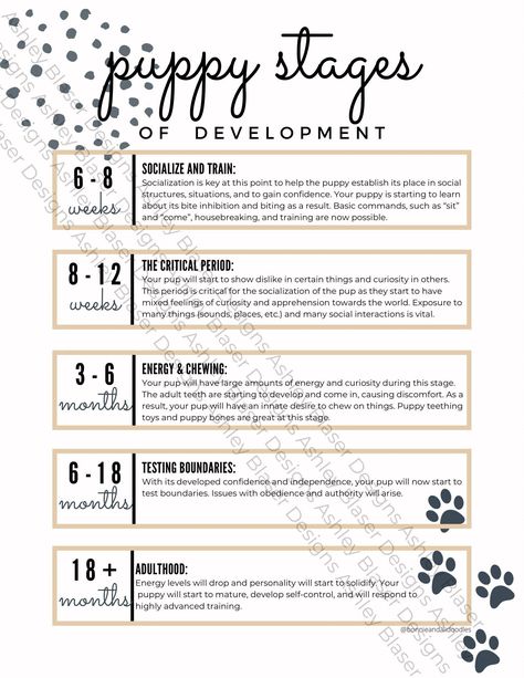 Cute Puppy Stages of Development template! This is an ideal handout for new puppy owners, breeders, and trainers!  Gives basic information of puppies' stages of development from weeks 6+. Comes as a PDF. Digital download comes without watermarks and with clarity.  This is reserved for non-commercial use. Reselling document and/or its contents is prohibited. Copying document information without purchase of download is prohibited. This download is reserved for and only for the individual use of the person who purchased this document. Sharing with others is prohibited. This is a digital download meaning no copy will come via mail.  To receive more information about digital downloads, visit the Digital Download section on Etsy to get further information on how the process works. This is reserv Puppy Development Stages, Puppy Take Home Kit From Breeder, Puppy Schedule, Canine Enrichment, Puppy Life, Puppy Training Schedule, New Puppy Checklist, Puppy Checklist, Gsp Puppies