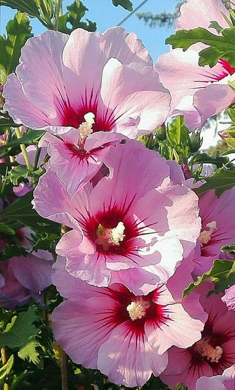 Hollyhocks Flowers, Pink Nature, Flower Meanings, Rose Of Sharon, Most Beautiful Flowers, Alam Semula Jadi, Perennial Plants, Exotic Flowers, Flower Beauty