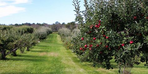 Planning & Planting the Perfect Homestead Orchard Layout | Tips & Ideas Orchard Layout, Nitrogen Fixing Plants, Orchard Garden, Perennial Vegetables, Permaculture Gardening, Natural Ecosystem, Fall Apples, Clean Food, Apple Harvest