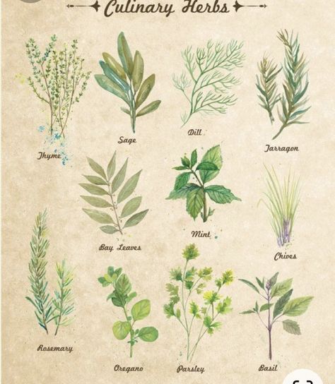 Vintage Herb Prints, Vintage Herbs, Large Wall Decor Bedroom, Herbs Illustration, Herb Art, Herb Prints, Lapin Art, Cute Wall Decor, Culinary Herbs