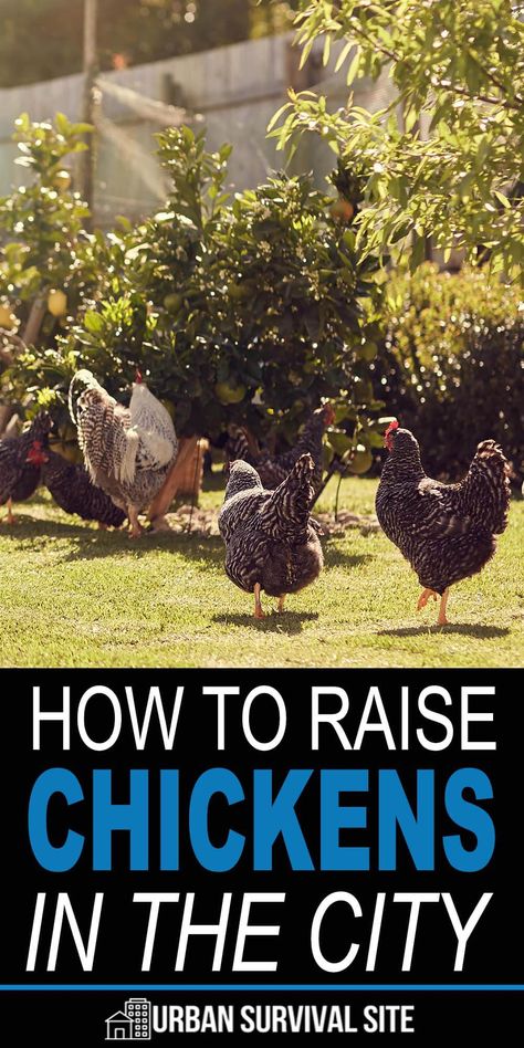 Chickens are the most common livestock raised by preppers, regardless of where they live. This dual-purpose livestock bolsters the amount of protein and nutrient-rich food the prepper family can cultivate during a long-term disaster. #urbansurvivalsite #urbanhomesteading #raisingchickens #keepingchickens #homesteading Chickens In The City, Buckeye Chicken, Prepper Skills, Homestead Style, Farm Chickens, Chicken Care, Shtf Preparedness, How To Raise Chickens, Types Of Chickens