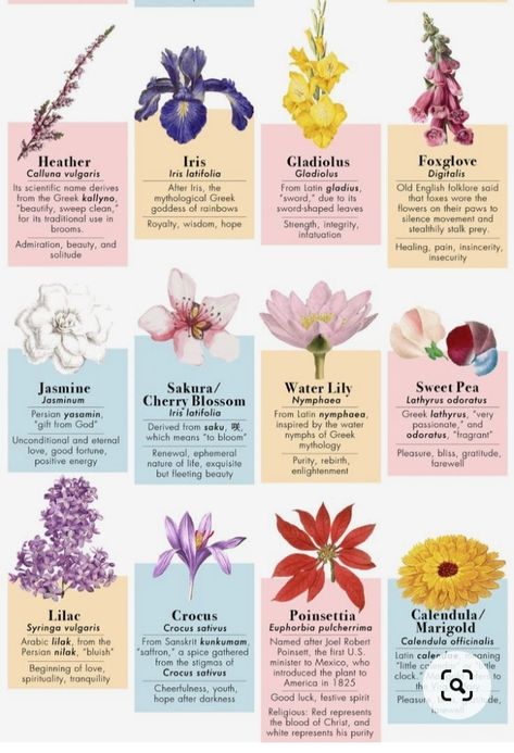 Flora Meaning, Flower Names And Meanings, Different Flowers And Their Meanings, Flower Meanings Chart, Flower Kinds, Flower And Meaning, Flowers With Meaning, Flowers And Their Meanings, Flowers Types