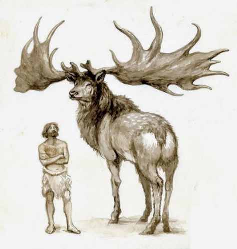 Size of the extinct Irish Elk (Megaloceros giganteus) relative to a hunter-gatherer. The largest deer ever discovered, it stood up to 7 ft at the shoulder and weighed up to 1600 lbs. (by Philip Newsom) Megaloceros Giganteus, Irish Elk, Prehistoric Wildlife, Prehistoric Dinosaurs, Prehistoric World, Ancient Animals, Paleo Art, Extinct Animals, Dinosaur Art