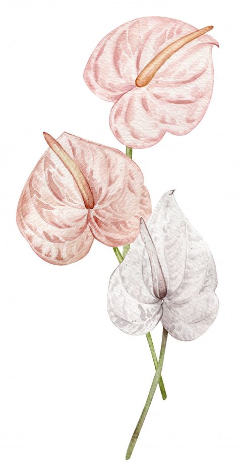 Arte Yoga, Anthurium Flower, Art Coquillage, Flower Art Drawing, Soyut Sanat Tabloları, Floral Drawing, 수채화 그림, Poster Background Design, Flower Background Wallpaper